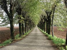 Il Viale dei Tigli