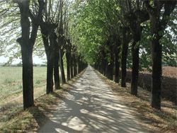 A6-Viale Tigli