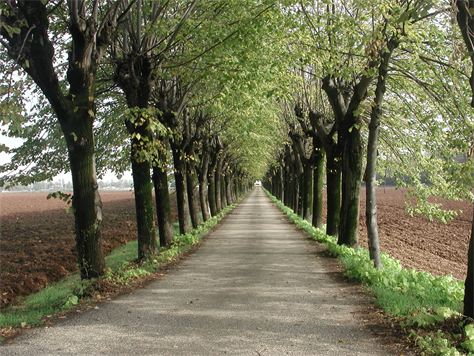 Il Viale dei Tigli